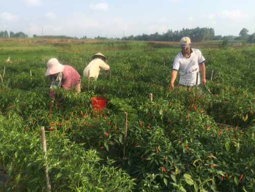 Diện mạo nông thôn vùng cách mạng KBang ảnh 1