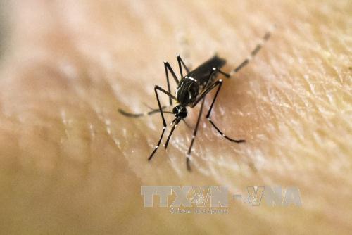 Muỗi Aedes Aegypti, vật trung gian lây truyền virus Zika, trong phòng thí nghiệm tại một trung tâm nghiên cứu y học ở Cali, Colombia. Ảnh: AFP/TTXVN
