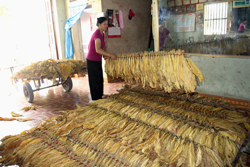Người phụ nữ làm giàu từ cây thuốc lá ảnh 1