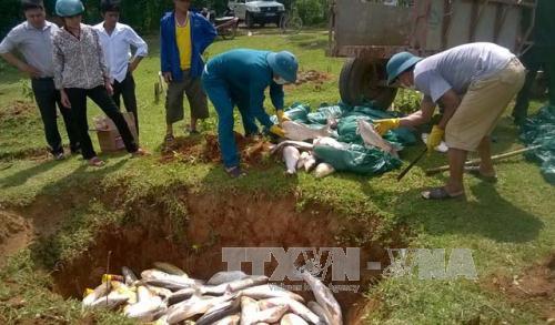 Cá nuôi trên sông Bưởi tiếp tục chết ảnh 1