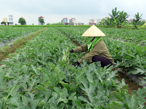 Chưa yên tâm với nông sản VietGap ảnh 1