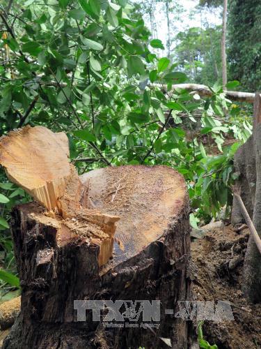 Tan hoang cánh rừng ở Măng Cành ảnh 2