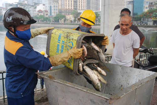 Hà Nội: Cơ bản khắc phục xong vụ cá chết hồ Hoàng Cầu ảnh 2