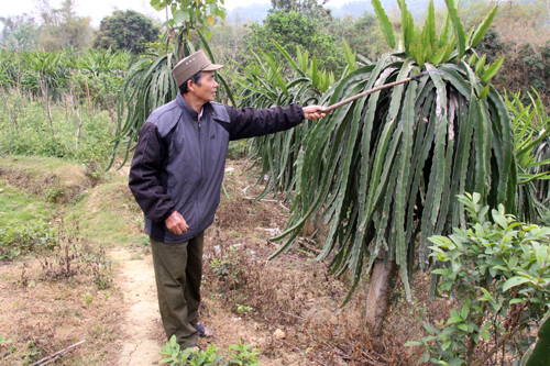 Cựu chiến binh làm kinh tế giỏi ảnh 1