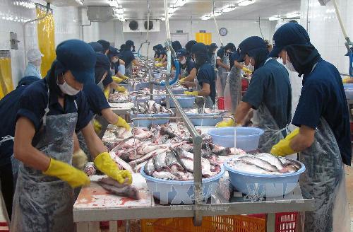 Thêm 12 cơ sở chế biến cá da trơn được xuất khẩu sang Mỹ ảnh 1