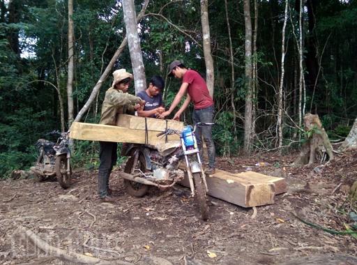 “Cào cào sắt” phá rừng Đăk Glei ảnh 2