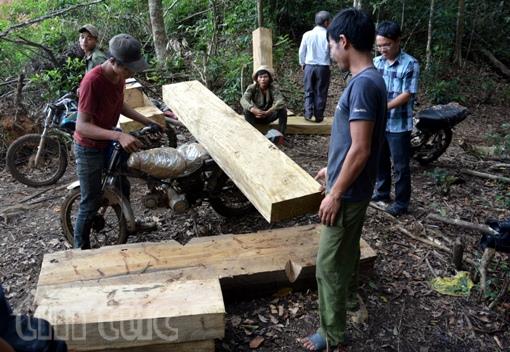 “Cào cào sắt” phá rừng Đăk Glei ảnh 3