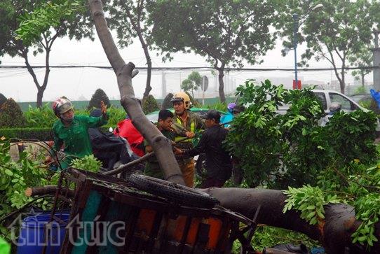 TP.HCM: Mưa lớn, cây đổ đè nhiều người đi đường ảnh 2