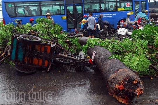 TP.HCM: Mưa lớn, cây đổ đè nhiều người đi đường ảnh 1