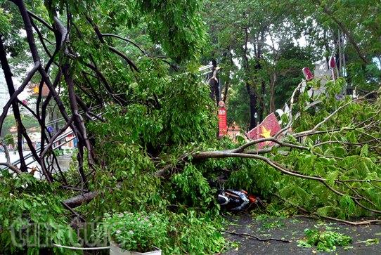 TP.HCM: Mưa lớn, cây đổ đè nhiều người đi đường ảnh 3