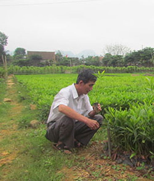Làm giàu trên đỉnh Trường Sơn ảnh 1