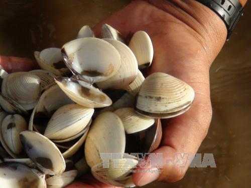 Bạc Liêu điều tra nguyên nhân nghêu chết hàng loạt ảnh 2