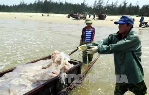 Hà Tĩnh hỗ trợ người dân sau sự cố môi trường biển ảnh 1