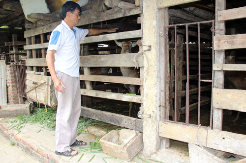 Làm giàu từ mô hình nuôi hươu sao ảnh 1