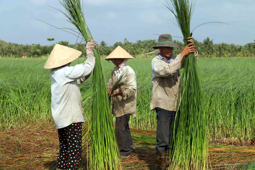 Vươn lên làm giàu bằng nghề đan lát thủ công ảnh 3