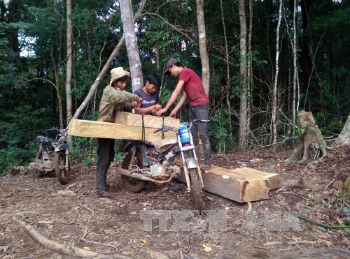Kỷ luật các cá nhân liên quan vụ "cào cào sắt" phá rừng Đăk Glei ảnh 1