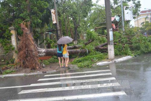 Bão số 1 càn quét Thái Bình, quật đổ hàng loạt cây xanh ảnh 2