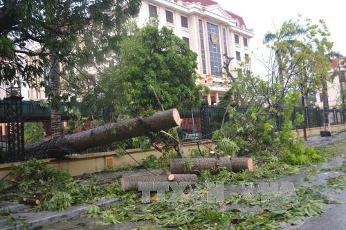Bão số 1 càn quét Thái Bình, quật đổ hàng loạt cây xanh ảnh 3