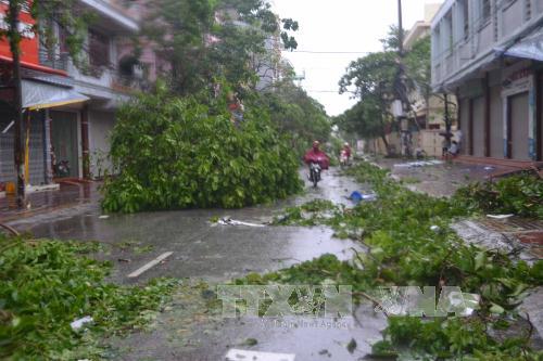 Bão số 1 càn quét Thái Bình, quật đổ hàng loạt cây xanh ảnh 4