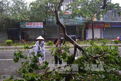 Bão số 1 càn quét Thái Bình, quật đổ hàng loạt cây xanh ảnh 6