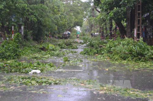 Bão số 1 càn quét Thái Bình, quật đổ hàng loạt cây xanh ảnh 7