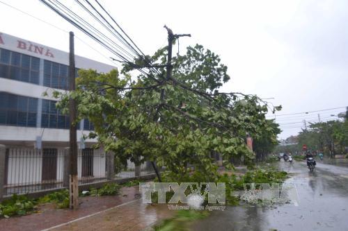 Bão số 1 càn quét Thái Bình, quật đổ hàng loạt cây xanh ảnh 9