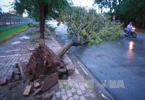 Bão số 1 càn quét Thái Bình, quật đổ hàng loạt cây xanh ảnh 10