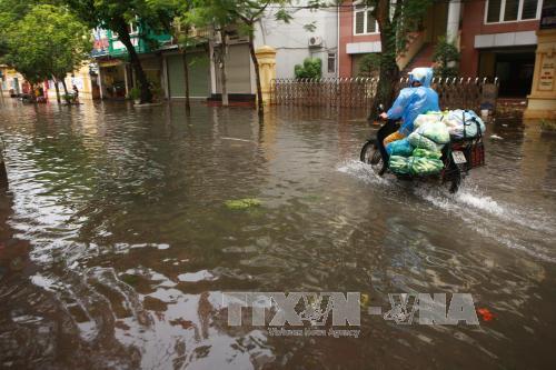Bão số 1 càn quét Thái Bình, quật đổ hàng loạt cây xanh ảnh 11
