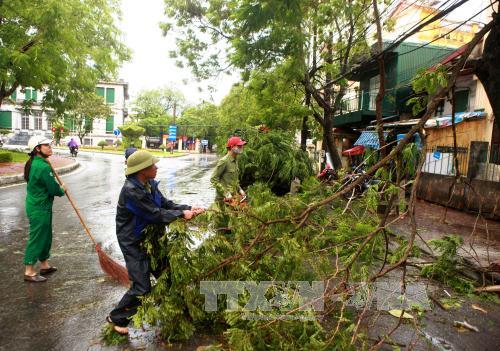 Bão số 1 càn quét Thái Bình, quật đổ hàng loạt cây xanh ảnh 12