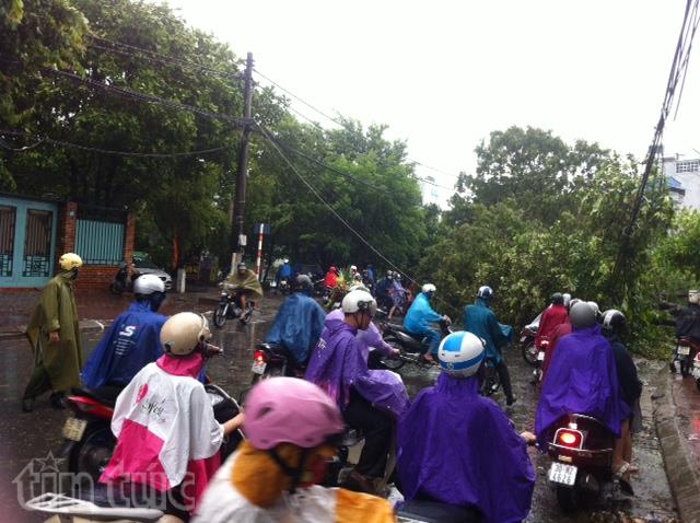 Mưa bão quật đổ nhiều cây xanh ảnh 8