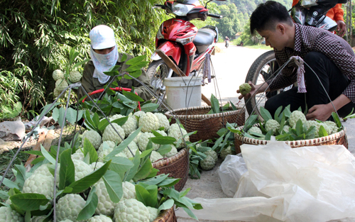 Na dai làm giàu dài dài ảnh 2