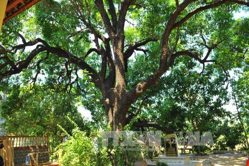 Đánh thức tiềm năng du lịch của Phú Yên ảnh 8