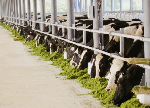 28 chuyến bay đặc biệt của Vinamilk ảnh 9