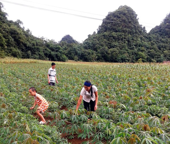 Cây sắn thừa đầu ra, thiếu đầu vào ảnh 1