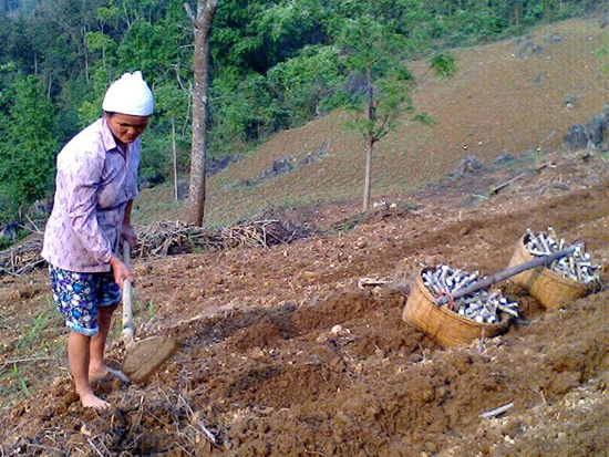 Cây sắn thừa đầu ra, thiếu đầu vào ảnh 2
