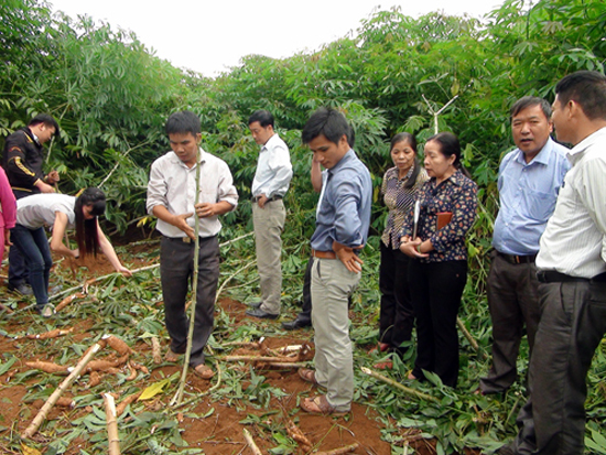 Cây sắn thừa đầu ra, thiếu đầu vào ảnh 3