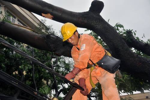 Hà Nội: Xà cừ bật gốc kéo gẫy 3 cột điện ảnh 6