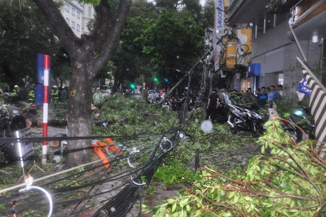Hà Nội: Xà cừ bật gốc kéo gẫy 3 cột điện ảnh 5