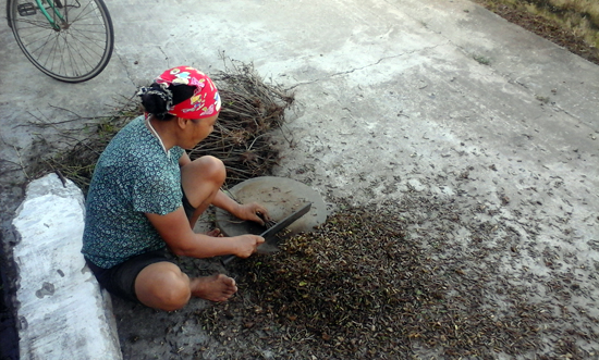 Khai thác cây thuốc nam cần đi đôi với bảo tồn ảnh 2