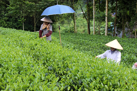 Xây dựng nông thôn mới trên quê hương cách mạng La Bằng ảnh 4