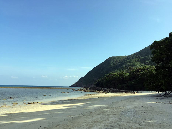 Bảo tồn rùa biển tại Côn Đảo ảnh 4
