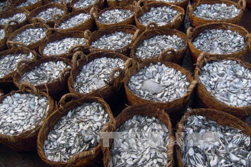 Cần có giải pháp cho hàng nghìn tấn hải sản tồn kho tại Quảng Bình ảnh 1