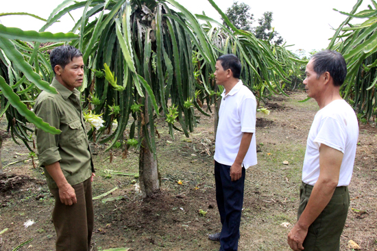 Người thương binh làm giàu từ cây thanh long ảnh 1