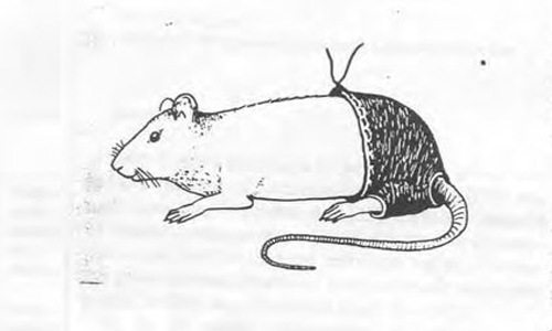 Ig Nobel tái xuất với những giải thưởng "ngược đời" ảnh 1