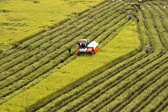 Liên kết sản xuất giống lúa mang thương hiệu Hậu Giang ảnh 1