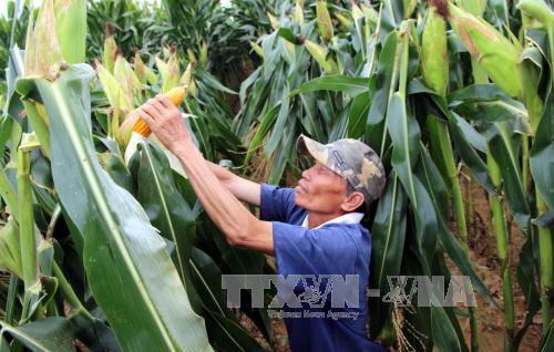Vì sao chưa khuyến khích nông dân trồng ngô biến đổi gen? ảnh 1