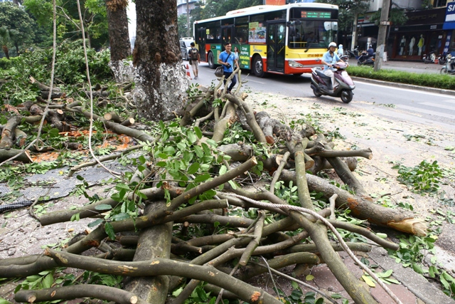 Chặt tỉa hàng xà cừ cổ thụ ven hồ Thủ Lệ trước khi di dời ảnh 6
