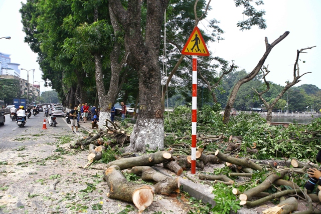 Chặt tỉa hàng xà cừ cổ thụ ven hồ Thủ Lệ trước khi di dời ảnh 7