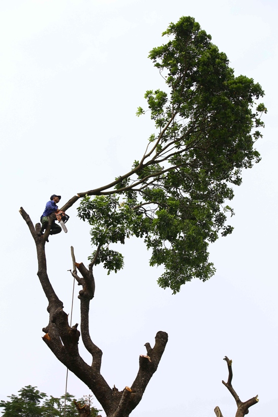 Chặt tỉa hàng xà cừ cổ thụ ven hồ Thủ Lệ trước khi di dời ảnh 9