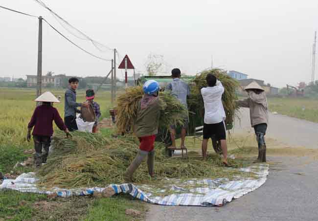 Người dân ven biển Đông Bắc Bộ hối hả chống bão số 7 ảnh 3